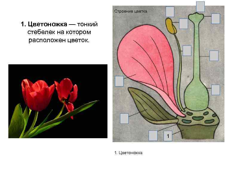Строение цветка 1. Цветоножка — тонкий стебелек на котором расположен цветок. 1 1. Цветоножка