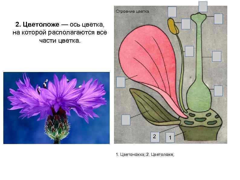 Строение цветка 2. Цветоложе — ось цветка, на которой располагаются все части цветка. 2
