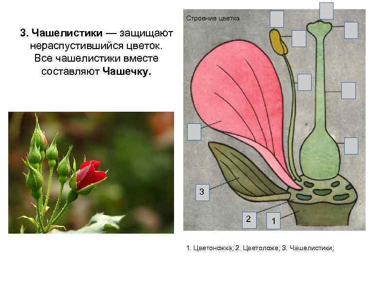 Строение цветка 3. Чашелистики — защищают нераспустившийся цветок. Все чашелистики вместе составляют Чашечку. 3