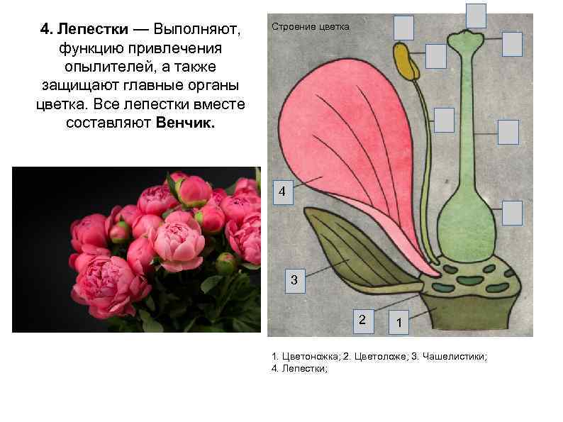 4. Лепестки — Выполняют, функцию привлечения опылителей, а также защищают главные органы цветка. Все