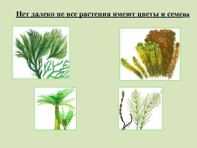 Нет далеко не все растения имеют цветы и семена 