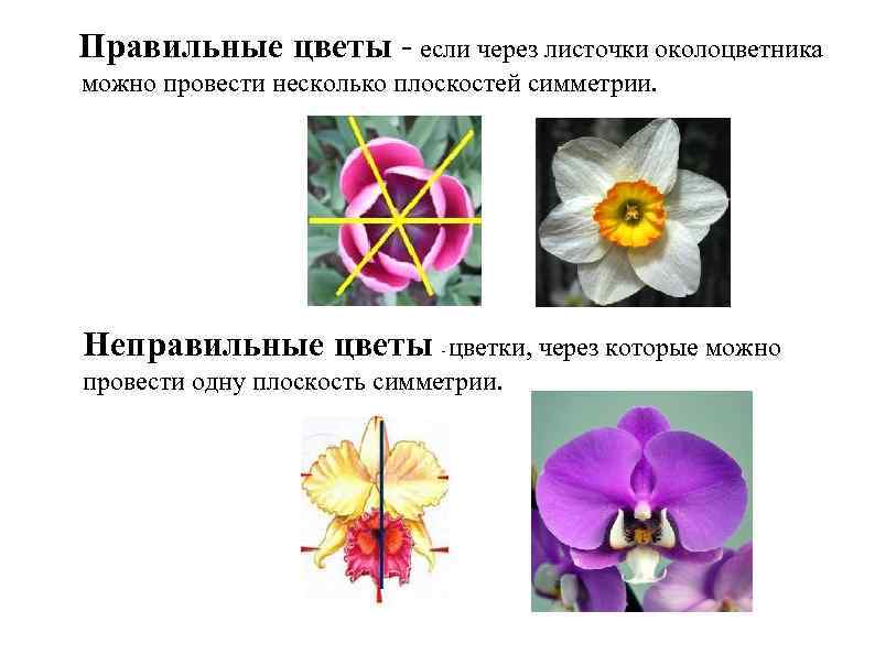 Через тело можно провести одну плоскость симметрии. Цветки правильные и неправильные 6 класс биология. Правильные и неправильные цветки. Строение цветка правильные и неправильные. Правильный и неправильный цветок биология.