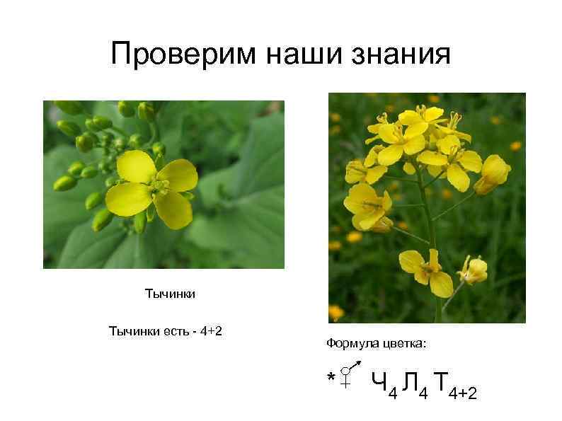 Проверим наши знания Тычинки есть - 4+2 Формула цветка: * Ч 4 Л 4