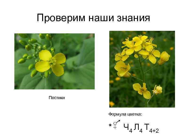 Проверим наши знания Пестики Формула цветка: * Ч 4 Л 4 Т 4+2 