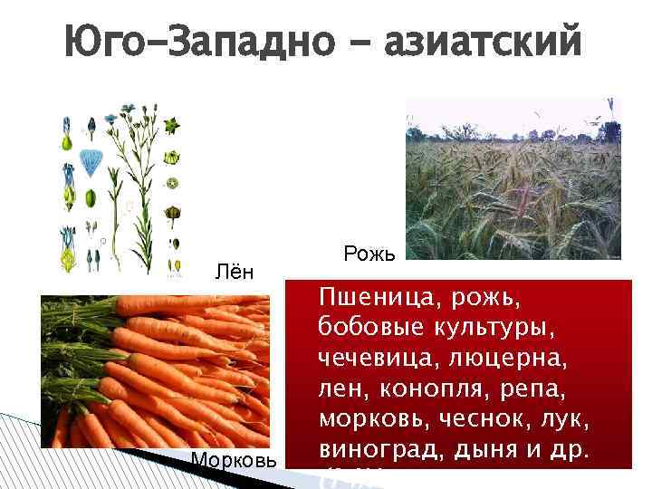 Юго-Западно - азиатский Лён Морковь Рожь Пшеница, рожь, бобовые культуры, чечевица, люцерна, лен, конопля,