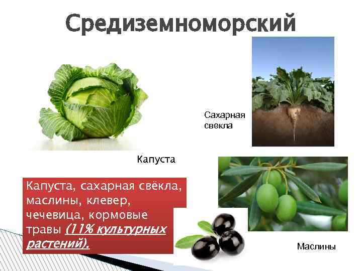 Средиземноморский Сахарная свекла Капуста, сахарная свёкла, маслины, клевер, чечевица, кормовые травы (11% культурных растений).
