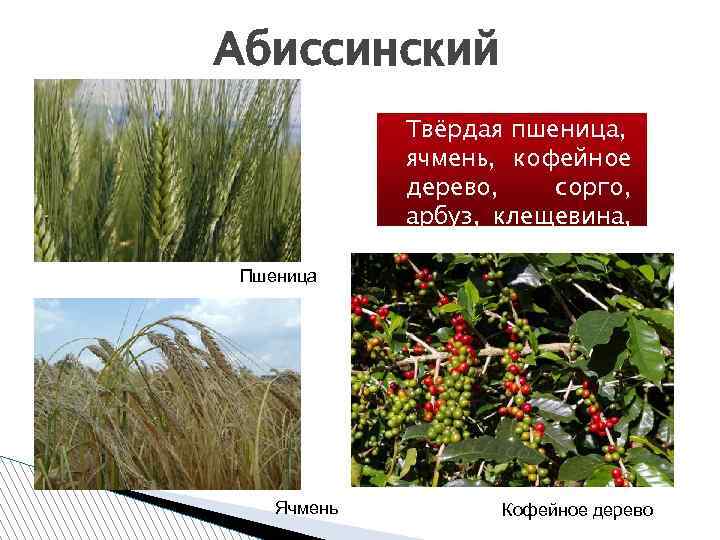 Абиссинский Пшеница Ячмень Твёрдая пшеница, ячмень, кофейное дерево, сорго, арбуз, клещевина, масленичная пальма, лукшалот.