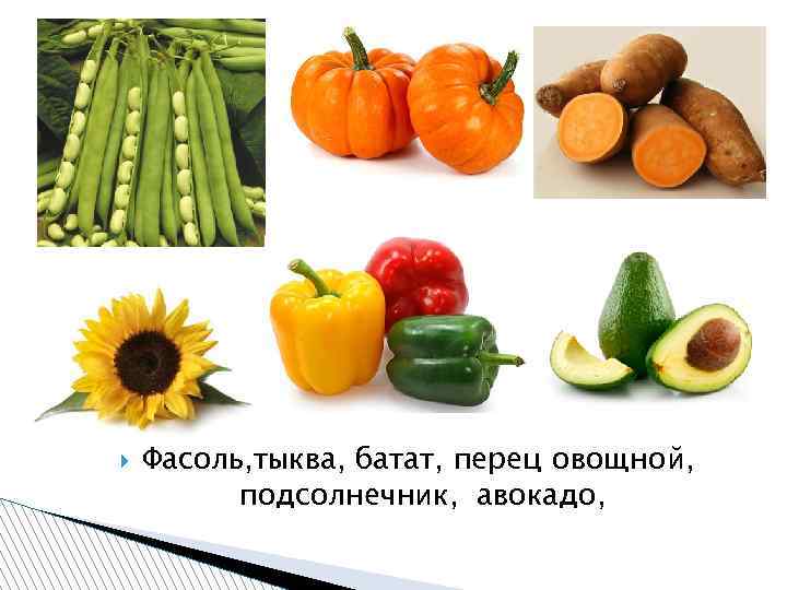  Фасоль, тыква, батат, перец овощной, подсолнечник, авокадо, 