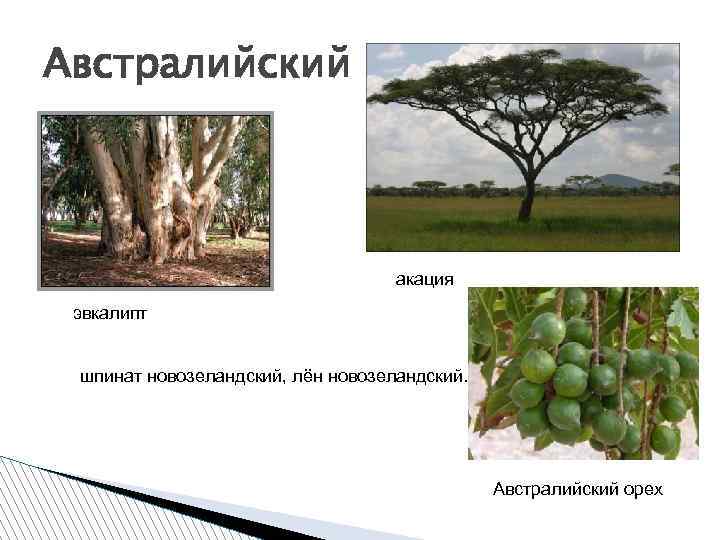 Австралийский акация эвкалипт шпинат новозеландский, лён новозеландский. Австралийский орех 