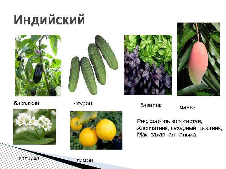 Индийский баклажан огурец базилик манго Рис, фасоль золотистая, Хлопчатник, сахарный тростник, Мак, сахарная пальма.