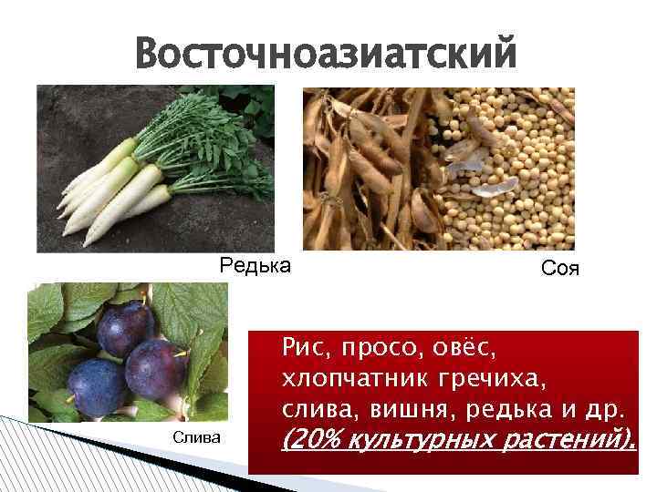 Восточноазиатский Редька Слива Соя Рис, просо, овёс, хлопчатник гречиха, слива, вишня, редька и др.
