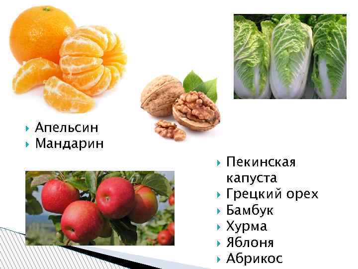  Апельсин Мандарин Пекинская капуста Грецкий орех Бамбук Хурма Яблоня Абрикос 