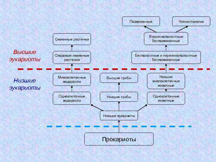 Позвоночные Членистоногие Семенные растения Высшие эукариоты Низшие эукариоты Вторичнополостные беспозвоночные Споровые наземные растения Бесполостные