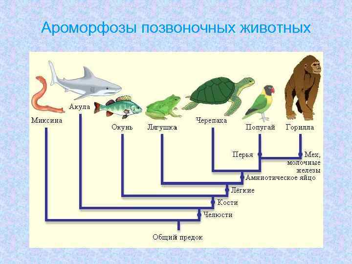 Ароморфозы позвоночных животных 