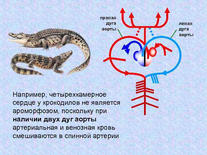 правая дуга аорты Например, четырехкамерное сердце у крокодилов не является ароморфозом, поскольку при наличии