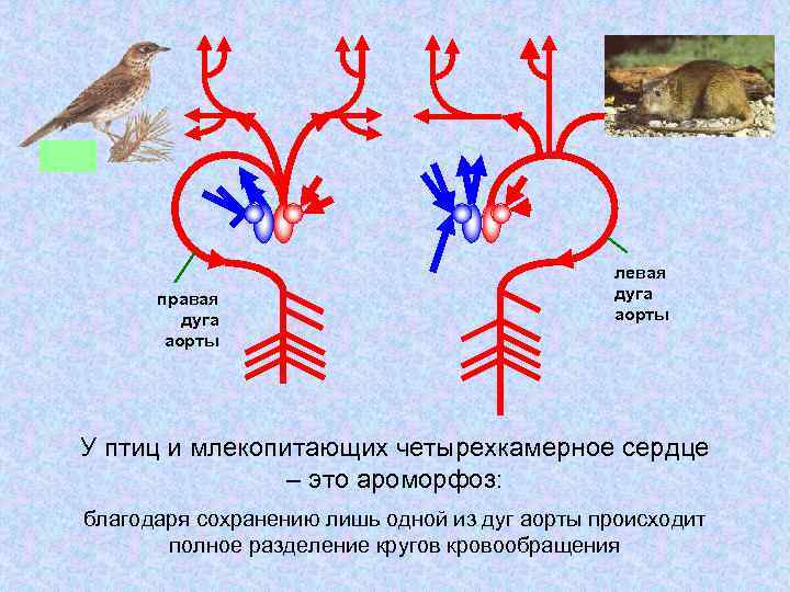 правая дуга аорты левая дуга аорты У птиц и млекопитающих четырехкамерное сердце – это