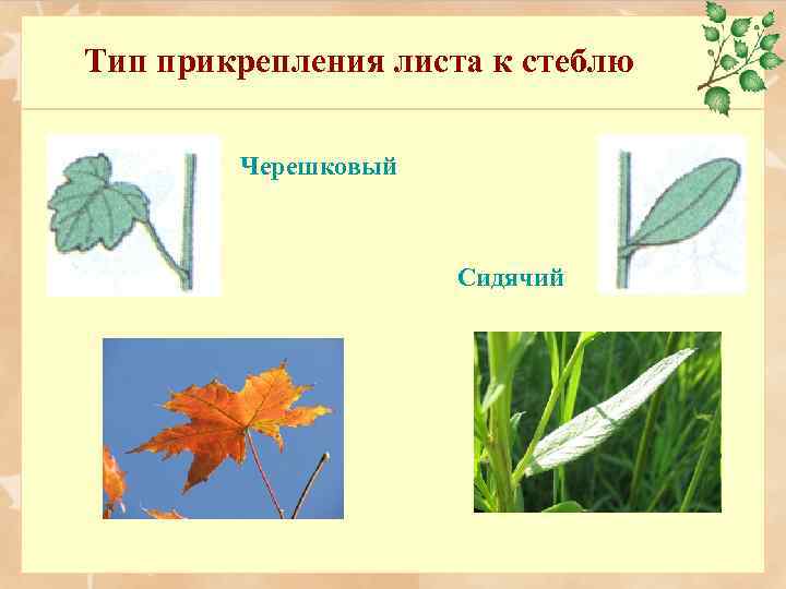 Тип прикрепления листа к стеблю Черешковый Сидячий 