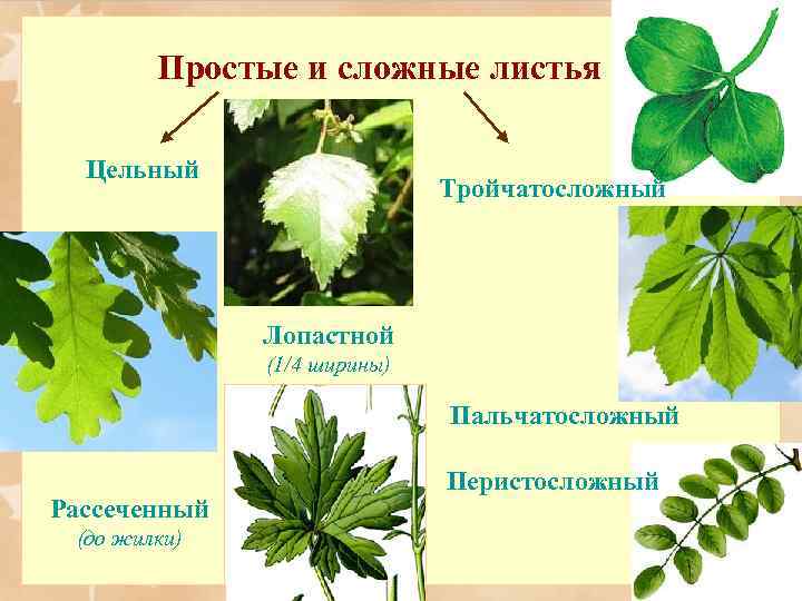 Простые и сложные листья Цельный Тройчатосложный Лопастной (1/4 ширины) Пальчатосложный Рассеченный (до жилки) Перистосложный