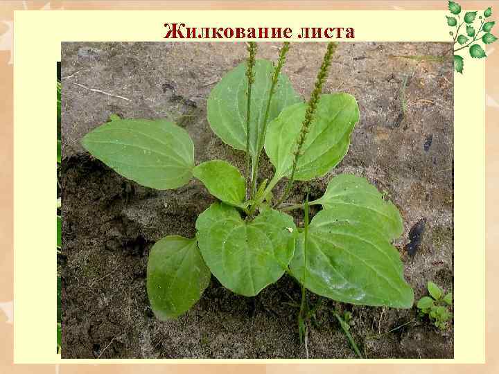 Жилкование листа 