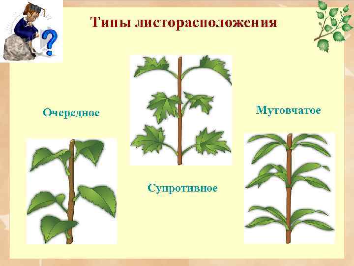 Типы листорасположения Мутовчатое Очередное Супротивное 