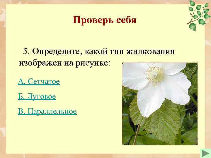 Проверь себя 5. Определите, какой тип жилкования изображен на рисунке: А. Сетчатое Б. Дуговое