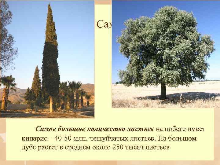 Самые-самые… Самое большое количество листьев на побеге имеет кипарис – 40 -50 млн. чешуйчатых