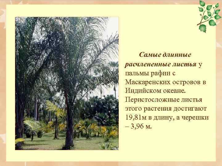 Самые длинные расчлененные листья у пальмы рафии с Маскаренских островов в Индийском океане. Перистосложные