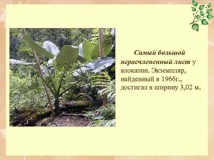 Самый большой нерасчлененный лист у алоказии. Экземпляр, найденный в 1966 г. , достигал в