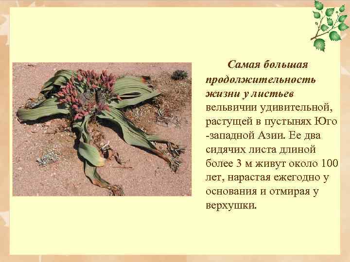 Самая большая продолжительность жизни у листьев вельвичии удивительной, растущей в пустынях Юго -западной Азии.