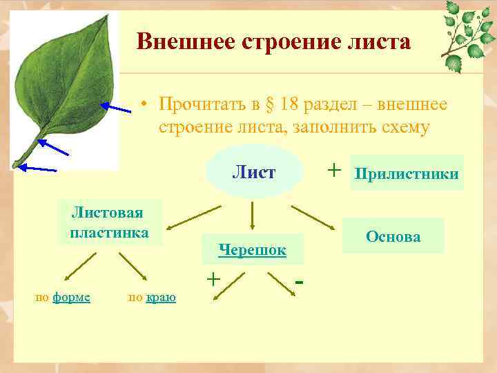Внешнее строение листа Работа с книгой • Прочитать в § 18 раздел – внешнее
