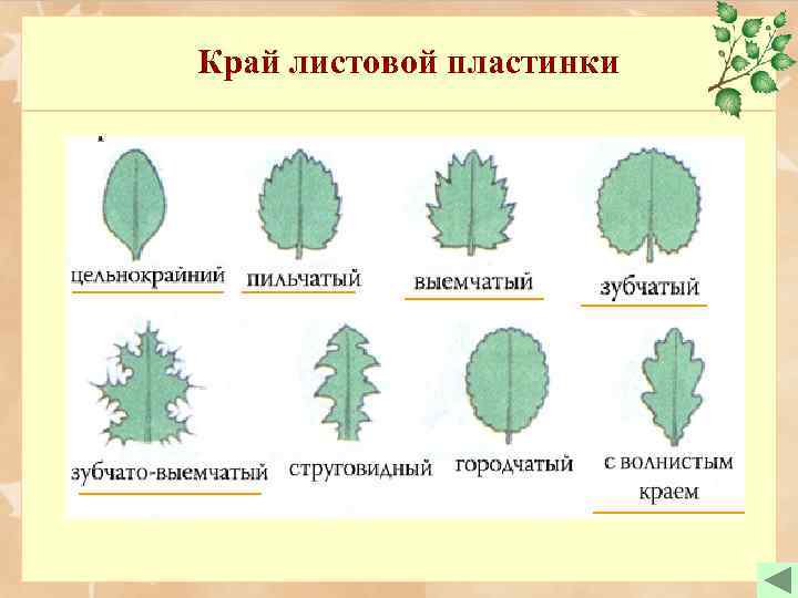 Край листовой пластинки 