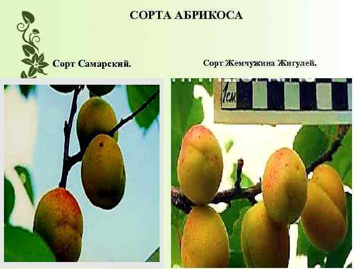 СОРТА АБРИКОСА Сорт Самарский. Сорт Жемчужина Жигулей. 