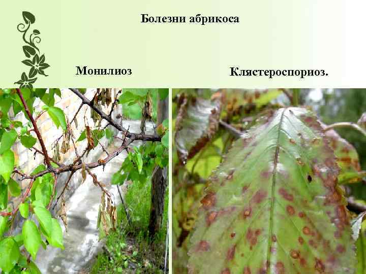 Болезни абрикоса Монилиоз Клястероспориоз. 