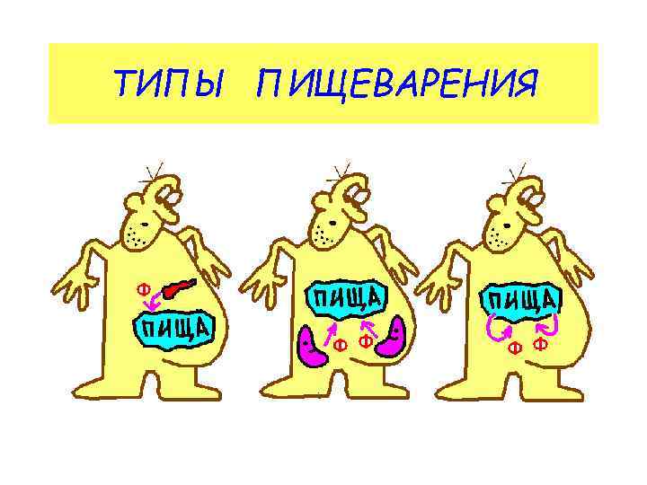 ТИПЫ ПИЩЕВАРЕНИЯ 