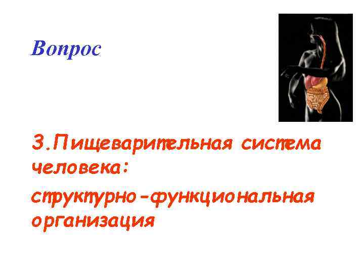 Вопрос 3. Пищеварительная система человека: структурно-функциональная организация 