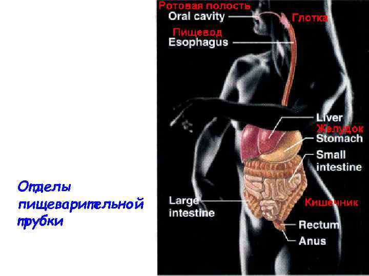 Отделы пищеварительной трубки 