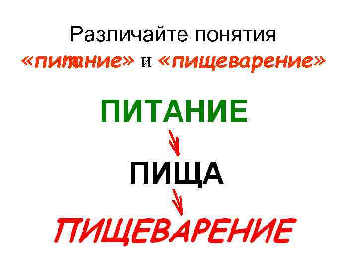 Различайте понятия «питание» и «пищеварение» 