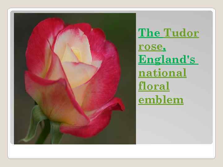 The Tudor rose, England's national floral emblem 