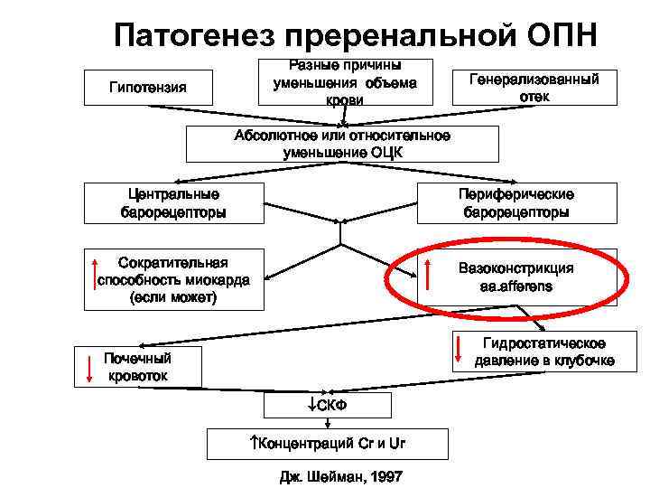 Патогенез преренальной ОПН Разные причины уменьшения объема крови Гипотензия Генерализованный отек Абсолютное или относительное