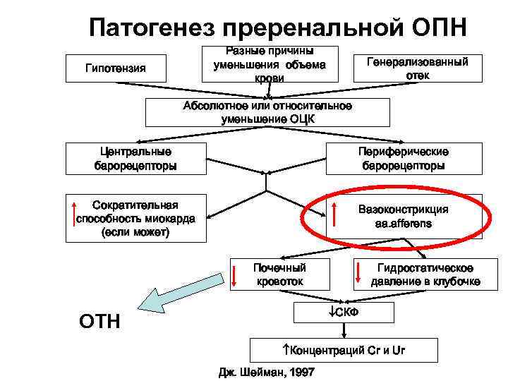 Патогенез хбп схема