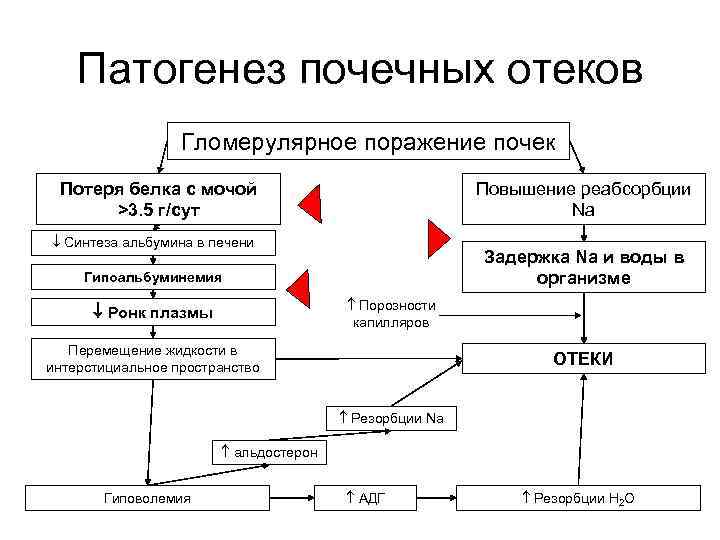 Патогенез почечных отеков Гломерулярное поражение почек Потеря белка с мочой >3. 5 г/сут Повышение