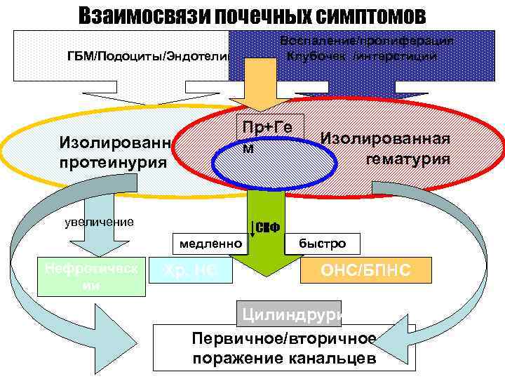 Взаимосвязи почечных симптомов Воспаление/пролиферация Клубочек /интерстиций ГБМ/Подоциты/Эндотелий Изолированная протеинурия Пр+Ге Изолированная м П+Г+экстра гематурия