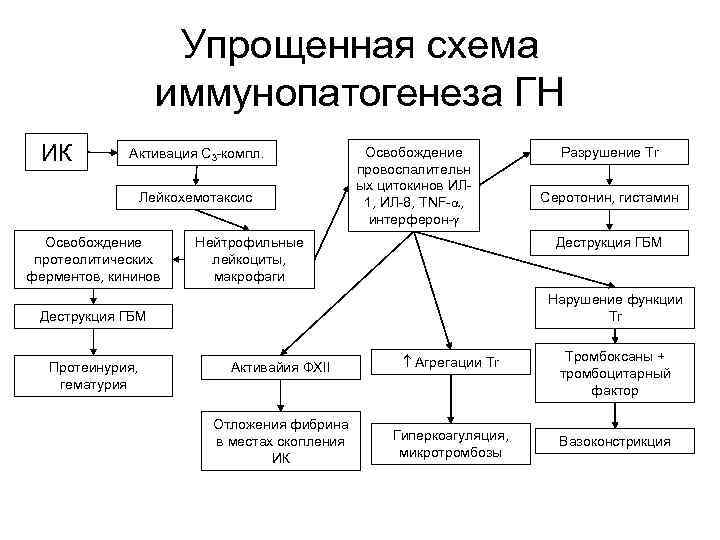 Упрощенная схема иммунопатогенеза ГН ИК Активация С 3 -компл. Лейкохемотаксис Освобождение протеолитических ферментов, кининов