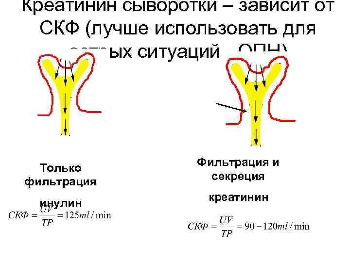 Креатинин сыворотки – зависит от СКФ (лучше использовать для острых ситуаций - ОПН) Только