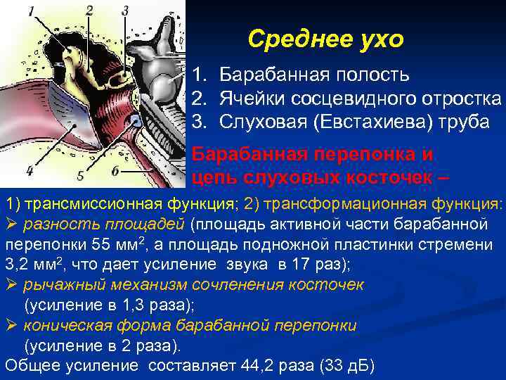 Среднее ухо 1. Барабанная полость 2. Ячейки сосцевидного отростка 3. Слуховая (Евстахиева) труба Барабанная