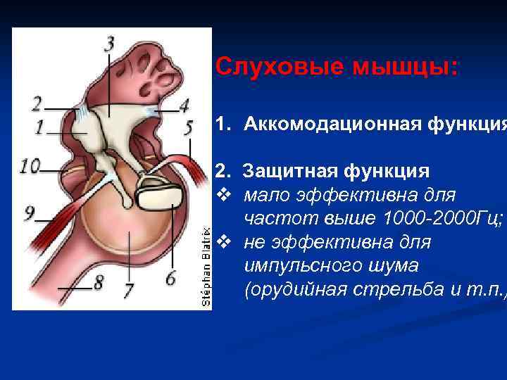Слуховые мышцы: 1. Аккомодационная функция 2. Защитная функция v мало эффективна для частот выше