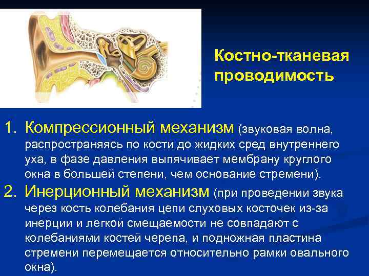 Костно-тканевая проводимость 1. Компрессионный механизм (звуковая волна, распространяясь по кости до жидких сред внутреннего