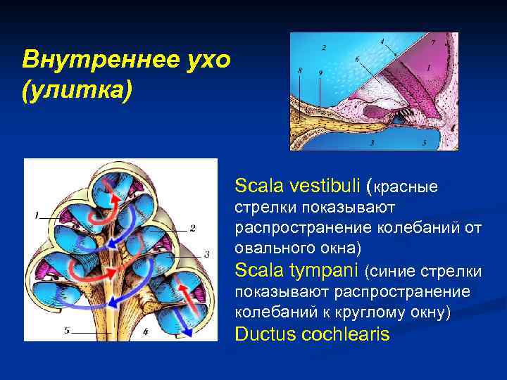 Внутреннее ухо (улитка) Scala vestibuli (красные стрелки показывают распространение колебаний от овального окна) Scala