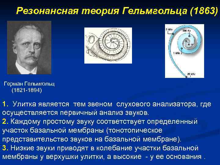 Резонансная теория Гельмгольца (1863) Герман Гельмгольц (1821 -1894) 1. Улитка является тем звеном слухового