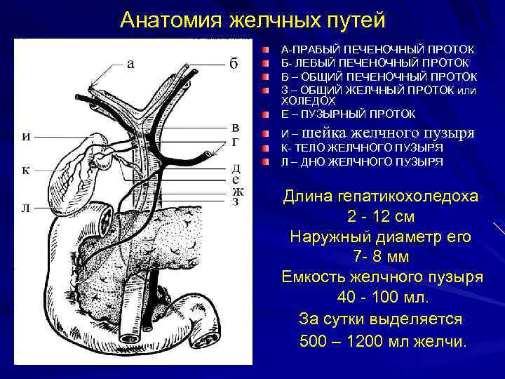 Анатомия желчных путей А-ПРАВЫЙ ПЕЧЕНОЧНЫЙ ПРОТОК Б- ЛЕВЫЙ ПЕЧЕНОЧНЫЙ ПРОТОК В – ОБЩИЙ ПЕЧЕНОЧНЫЙ